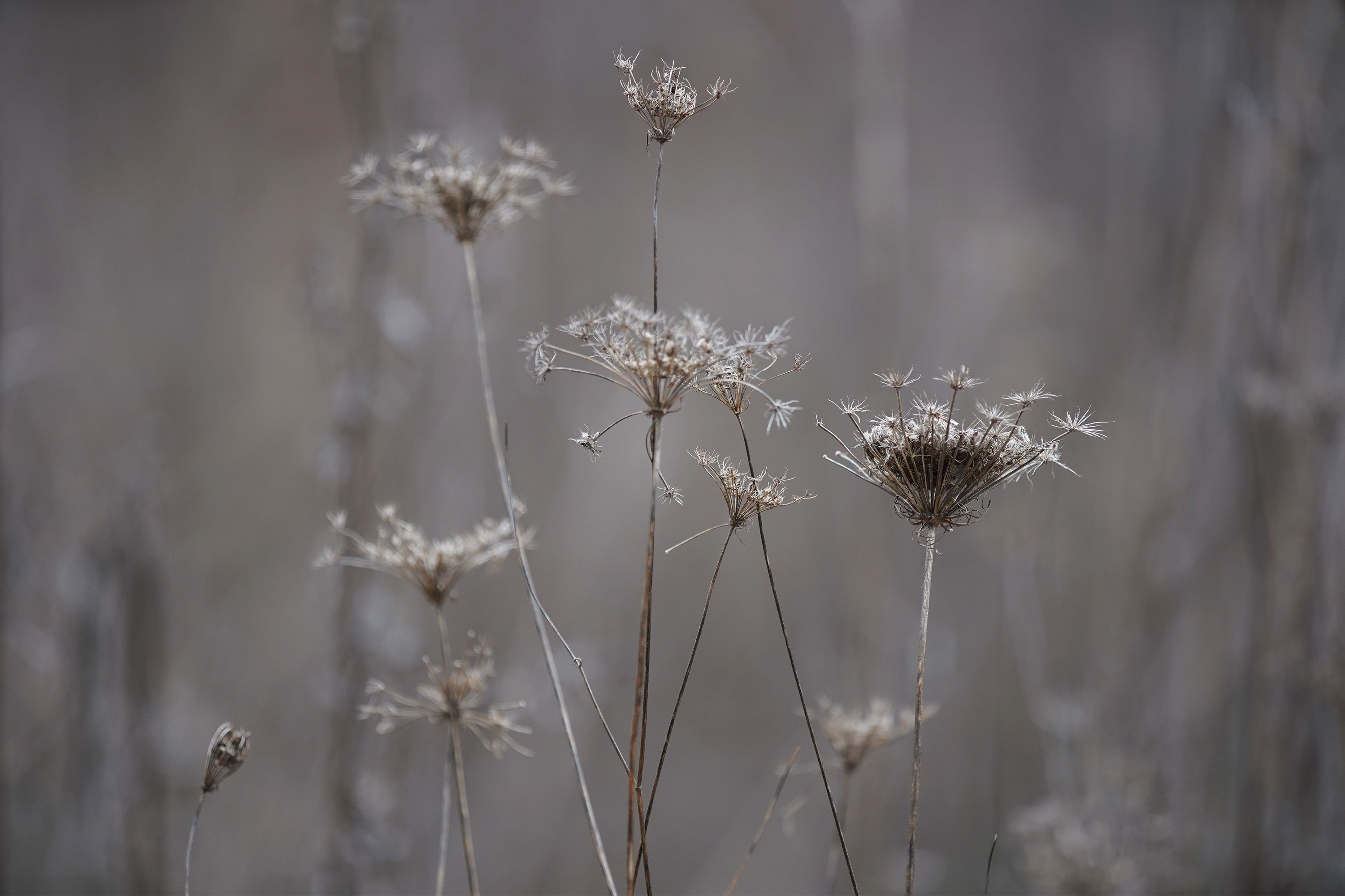 Plant life has taken over large swathes of the property.