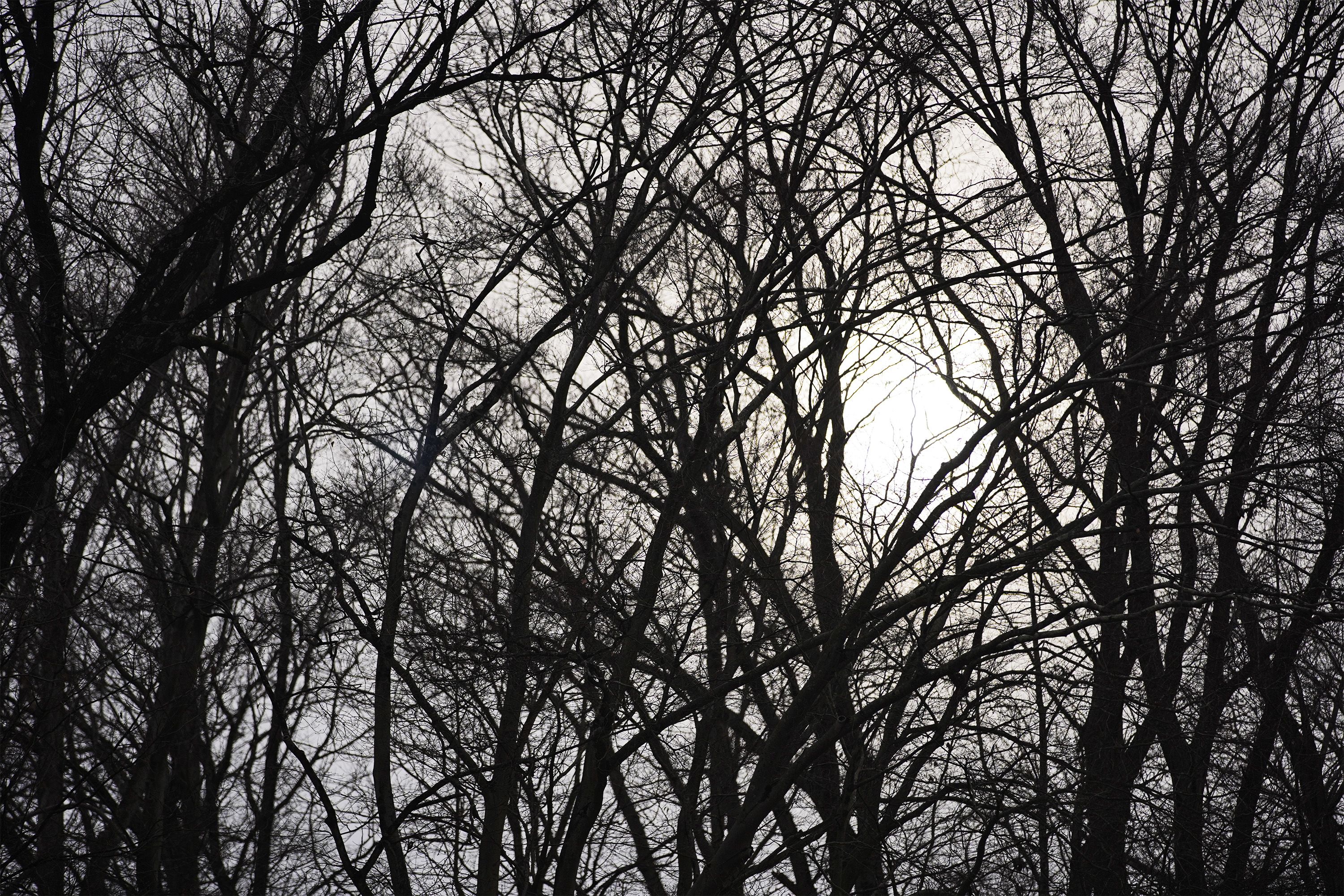 Sunlight shines through trees on Tuesday, February 14, 2023. 