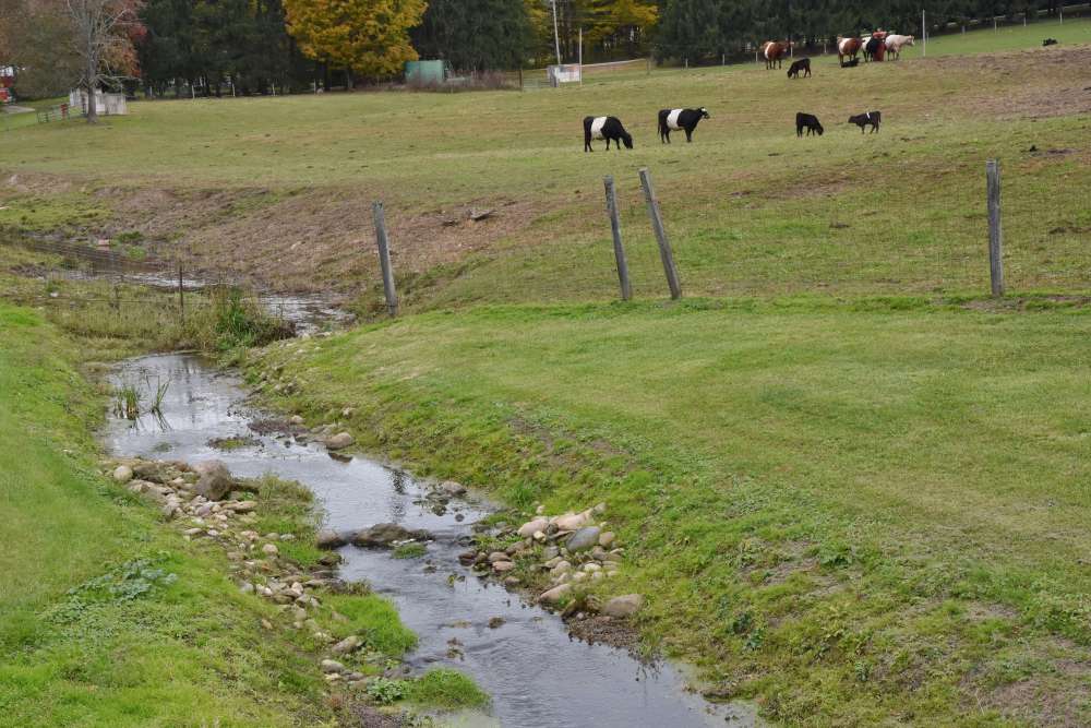 Cows graze on a farm near a creek.