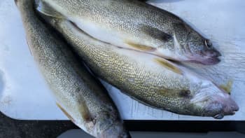 Three fish on a white table.