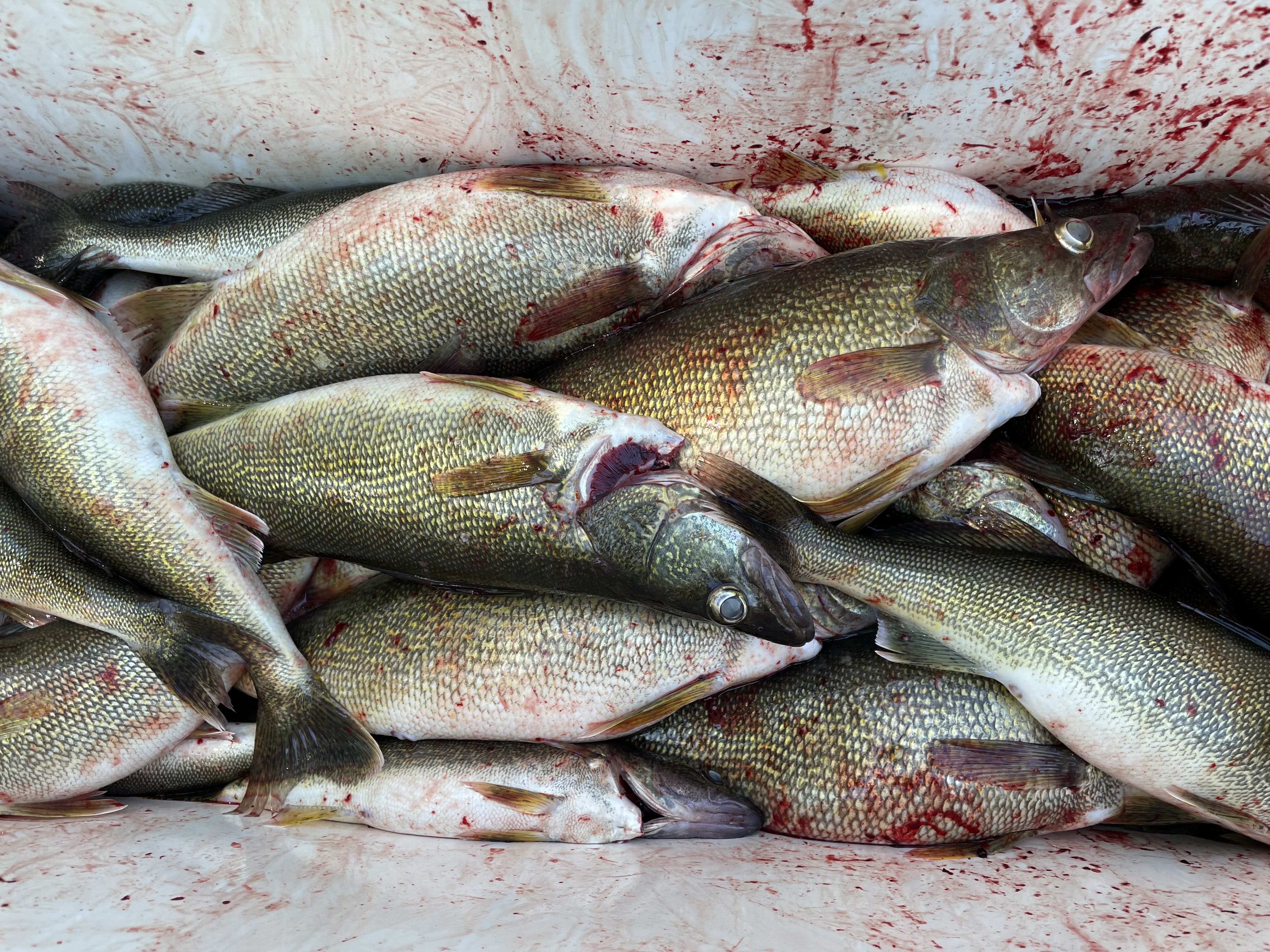 Dead fish in a bloody cooler.
